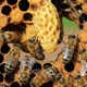 Illustration for article titled Are Cities Evolving Into Hive Organisms?
